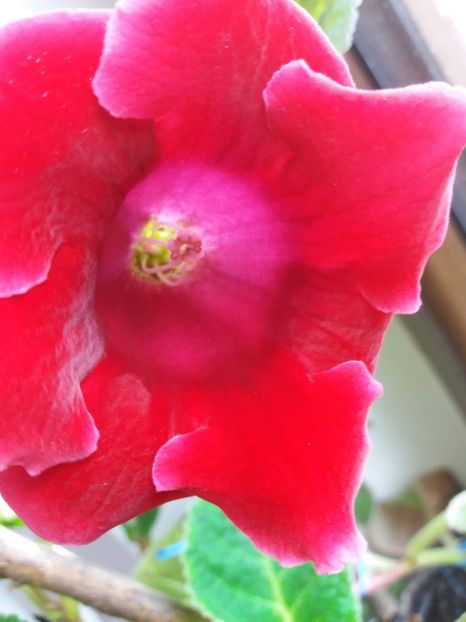 Roi de Rouge - gloxinia 2018