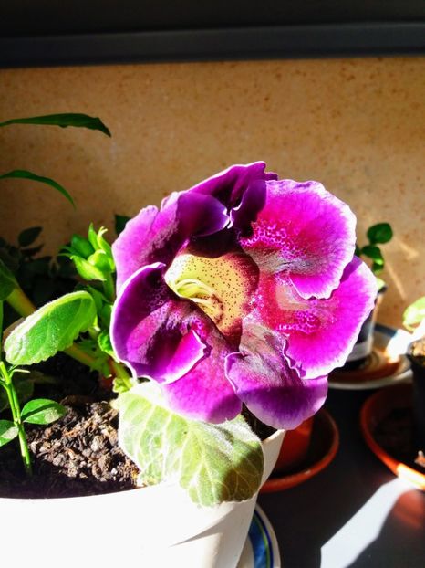 20180429_175315-EFFECTS - gloxinia 2018