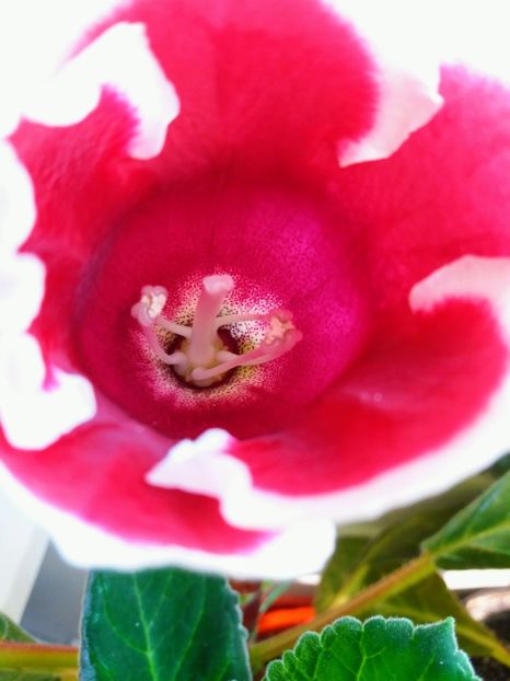 Kaiser Friedrich - gloxinia 2018