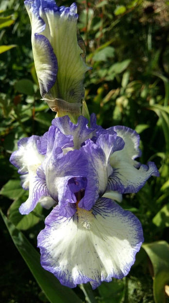 received_1818074528272017 - 2Irisi de vanzare