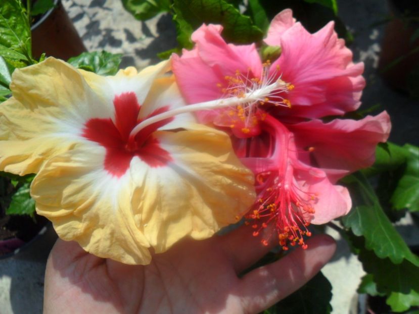  - hibiscusi 2018 4