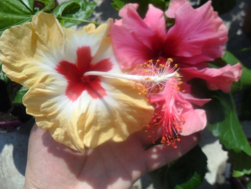  - hibiscusi 2018 4