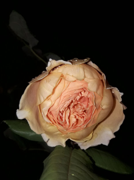  - Crown Princess Margareta