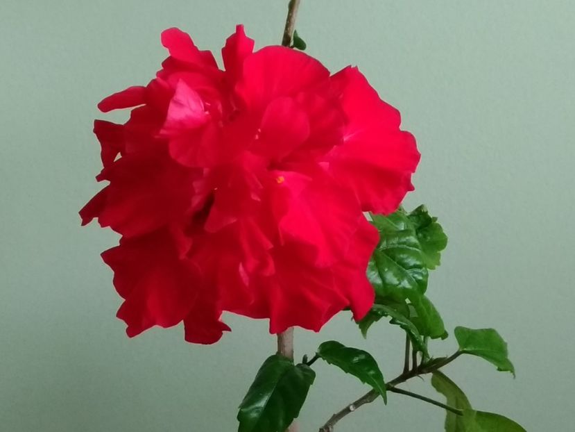 Floare Hibiscus rosu involt clasic - 1- 2-Disponibile - plante de vanzare doar pentru bucuresteni 2020