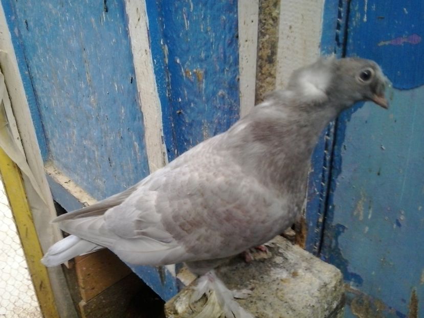 2017-07-26 12.56.48 - GENETICA