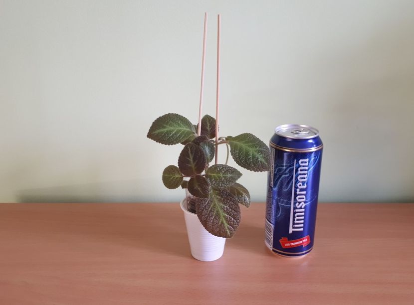 Doza de bere este pentru comparatie ca dimensiune. - 1- 1-DISPONIBILE - plante de vanzare 2018