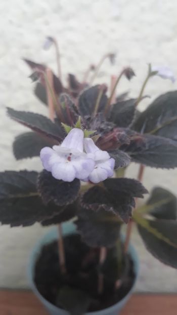 Naomi - 001 2018 - Eucodonia si X smithicodonia