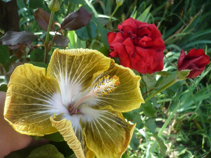 P1390152 - HIBISCUSI 2018-3