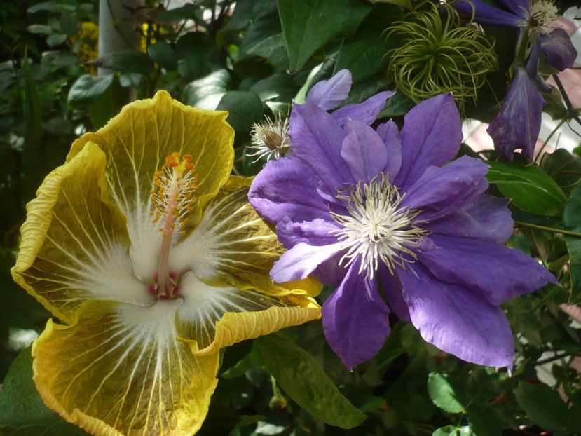 P1390162 - HIBISCUSI 2018-3