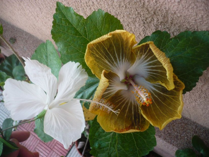 P1390175 - HIBISCUSI 2018-3