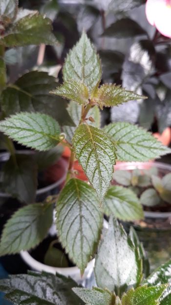  - R19 - Xachicodonia Dark Star