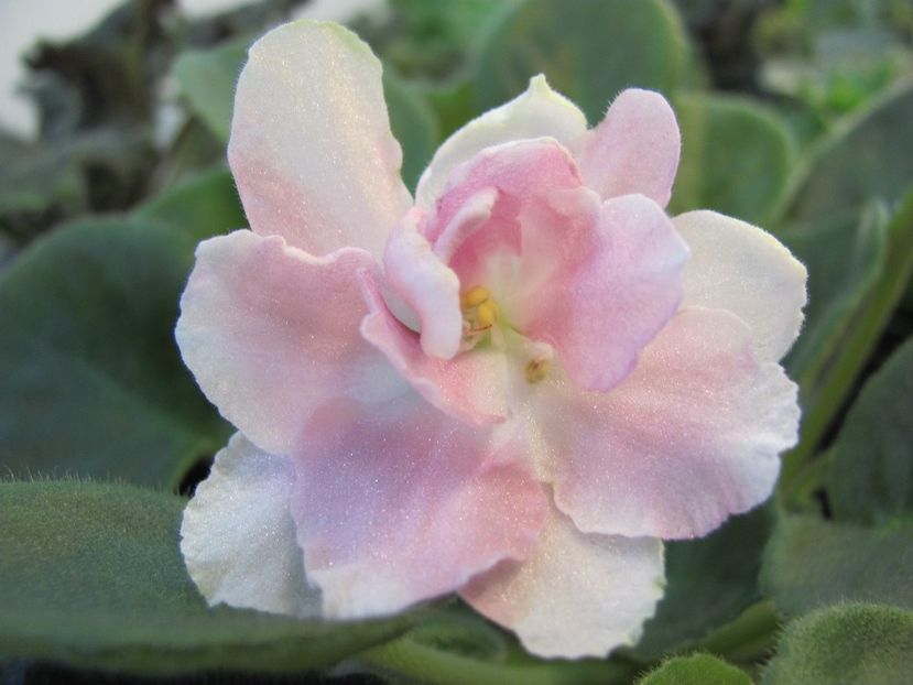  - ZZZRS Refined Taste