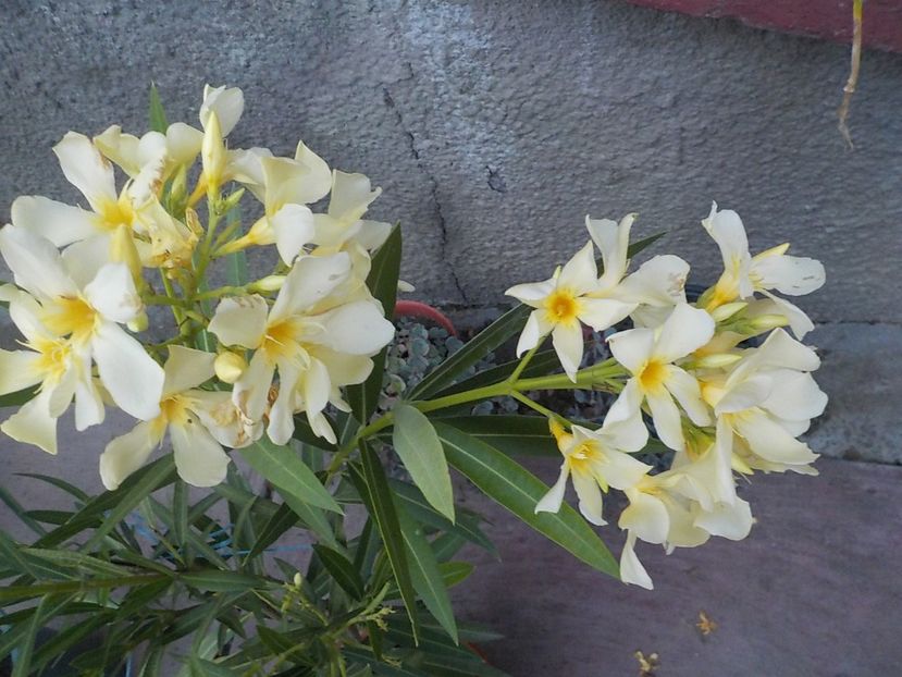  - maria gambeta nr 25