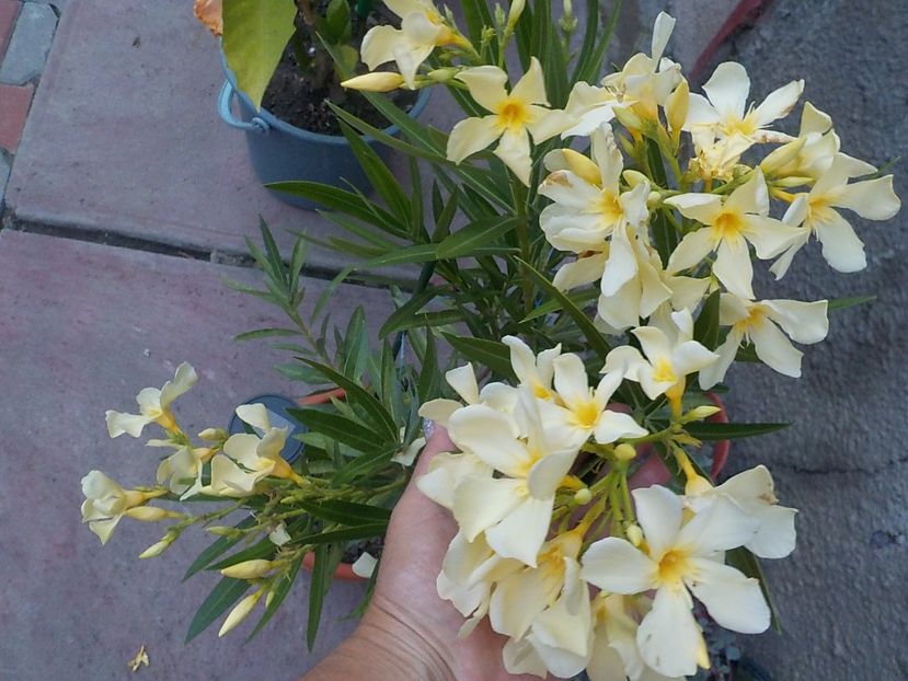  - maria gambeta nr 25