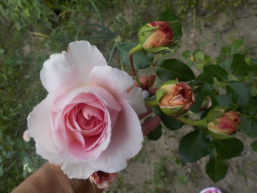  - jubilee celebration