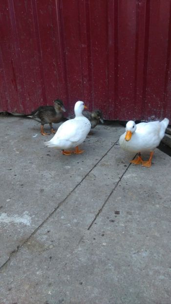  - Ratuste pitice - Call duck !