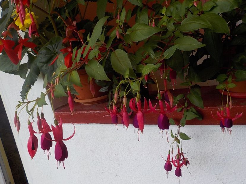  - fuchsii