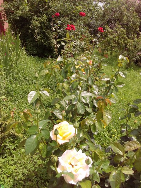  - TRANDAFIRI 2018-2019