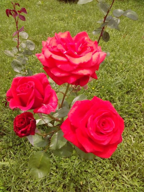  - TRANDAFIRI 2018-2019