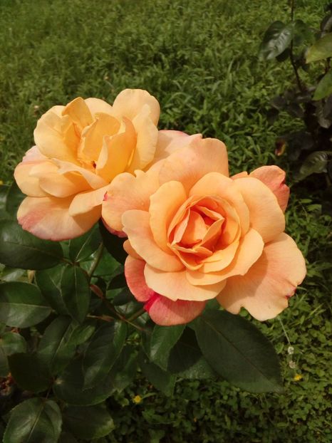  - TRANDAFIRI 2018-2019