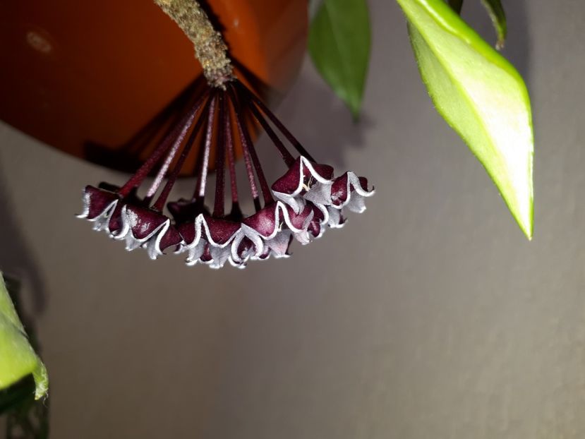 01.08.2018 - Hoya red plum pubicalix x carnosa