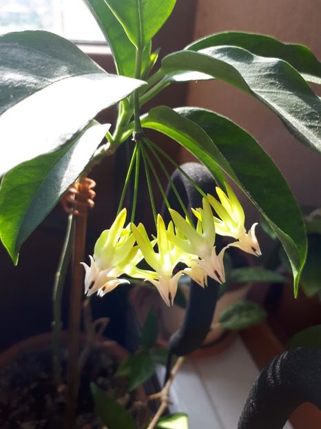 01.08.2018 - Hoya Multiflora