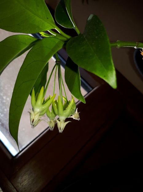 01.08.2018 - Hoya Multiflora