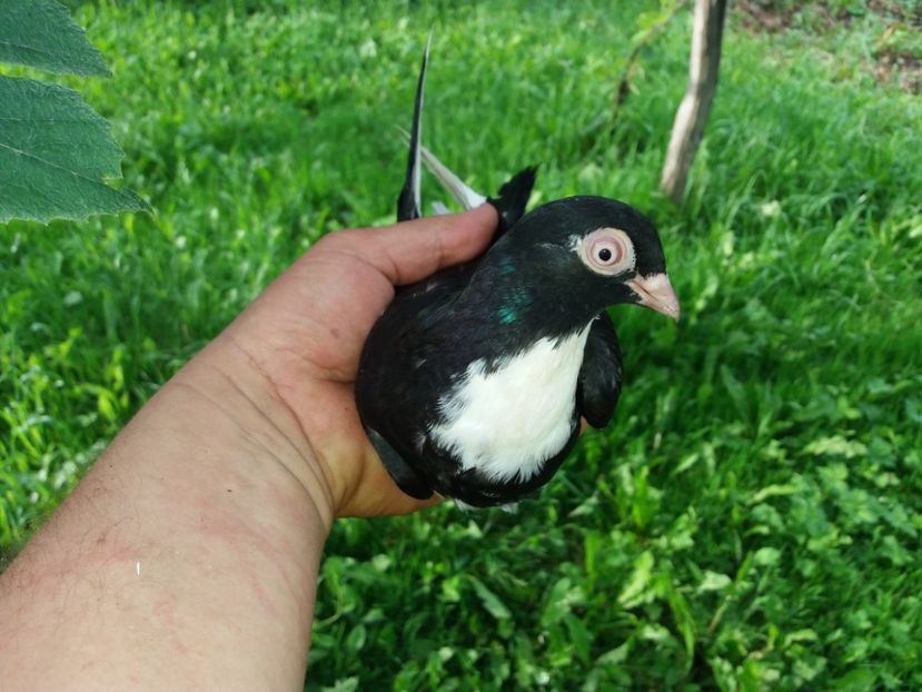 4525  femelă  2018  căzătoare - Plecați ALBUM 2