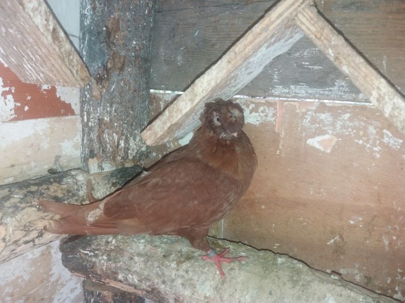 Mascul  2018_3 - volieră tineret