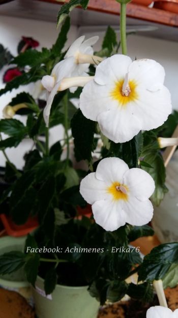 2018 - Golden Butterfly