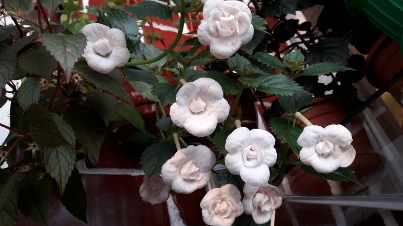 Lavander Bliss - 09 Achimenes 2018