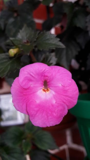 Wetterlow s Triumph - 09 Achimenes 2018