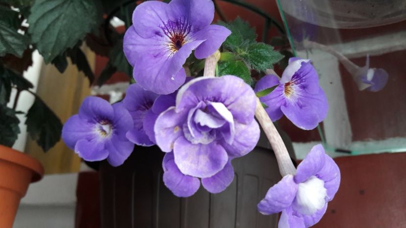 Illya Melnik - 09 Achimenes 2018