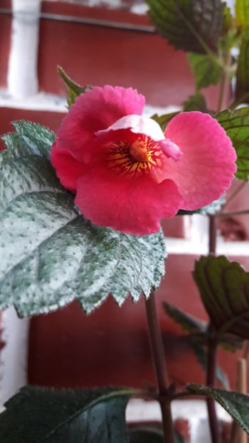 Dale Martens - 09 Achimenes 2018