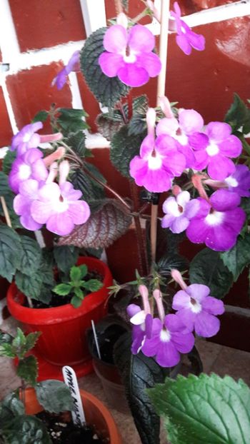 Patens Major - 09 Achimenes 2018