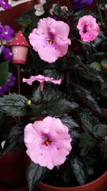 Pink Pearl - 09 Achimenes 2018