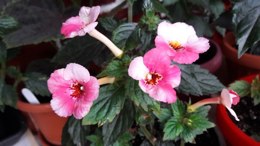 Rozi Roza - 09 Achimenes 2018