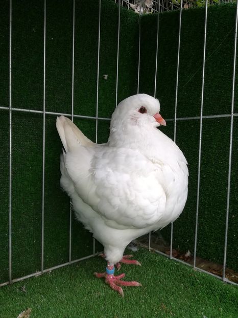 0-1 de vanzare - King 2018