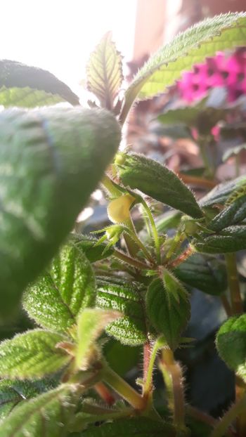 Galbiorul! - 001 2018 - Niphea oblonga si xNiphimenes Lemonade