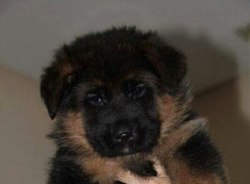  - vand catei Ciobanesc German