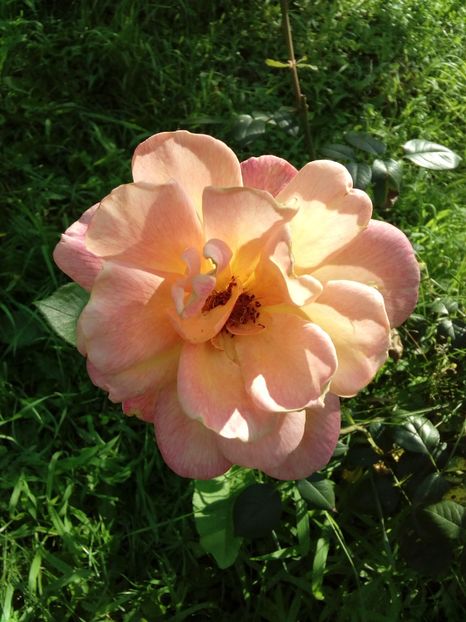  - TRANDAFIRI 2018-2019