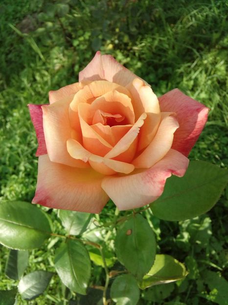  - TRANDAFIRI 2018-2019