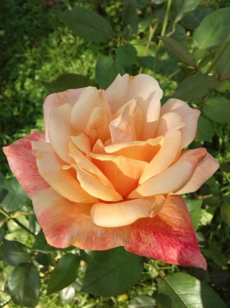  - TRANDAFIRI 2018-2019