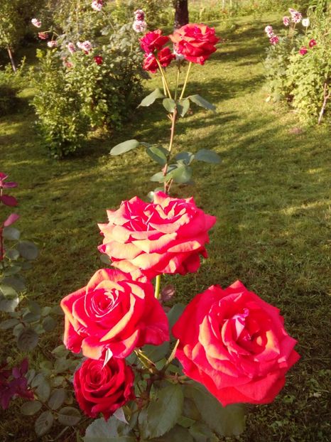  - TRANDAFIRI 2018-2019