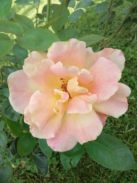  - TRANDAFIRI 2018-2019