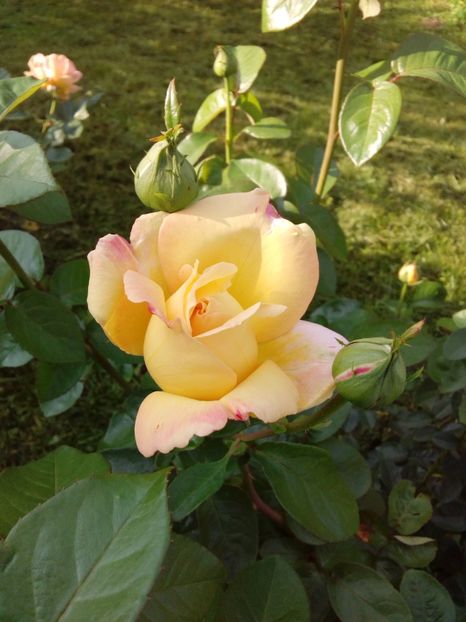  - TRANDAFIRI 2018-2019