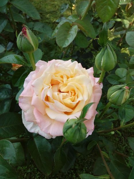  - TRANDAFIRI 2018-2019