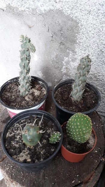  - Plantutele mele