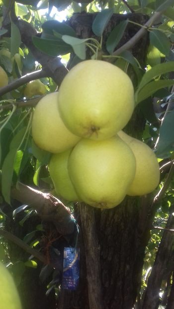  - Vergului posibil Napoca