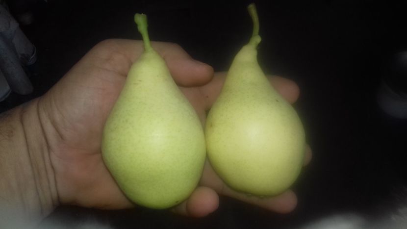  - Vergului posibil Napoca